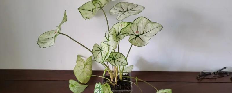 花叶芋有哪些主要作用,既能室内栽植也能作为切花