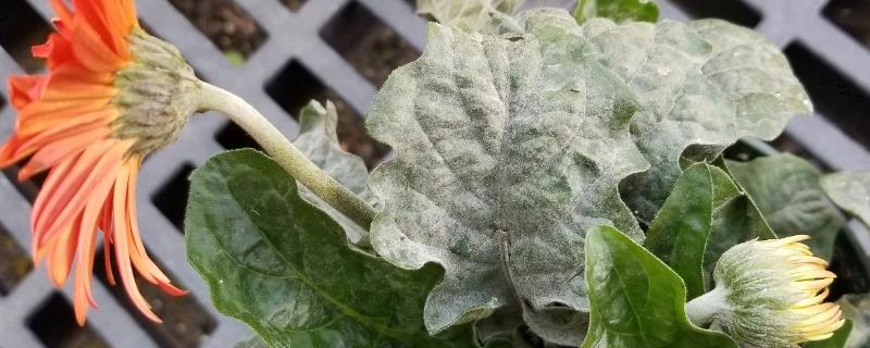 非洲菊白粉病的发病特征,主要会为害植株的叶片部位