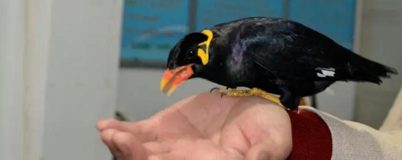 鹩哥大概在什么时候换毛，出生后的三到四个月就会开始换羽了