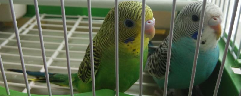 虎皮鹦鹉的养殖注意事项有哪些，它在幼鸟期间需要格外加强补钙