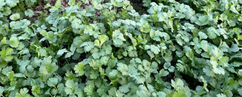 秋季应该如何管理香菜，每隔五到七天时间就要浇一次水