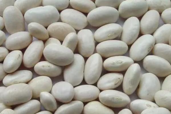 芸豆的种植方法，一般采用条播或穴播