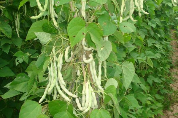 芸豆的种植方法，一般采用条播或穴播