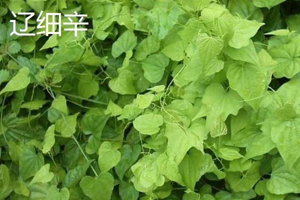 细辛的品种,主要包括辽细辛、华细辛这两种