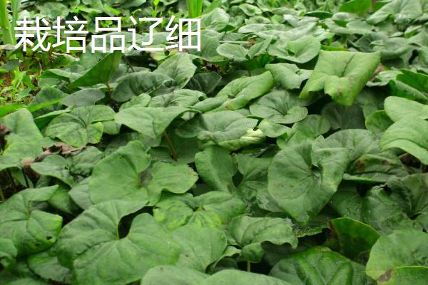 细辛的品种,主要包括辽细辛、华细辛这两种
