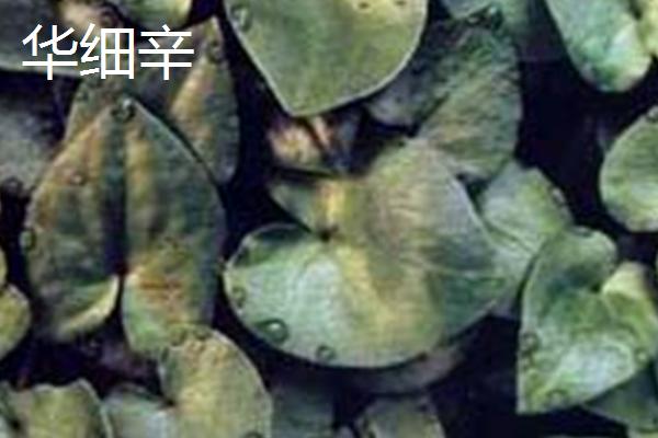 细辛的品种,主要包括辽细辛、华细辛这两种