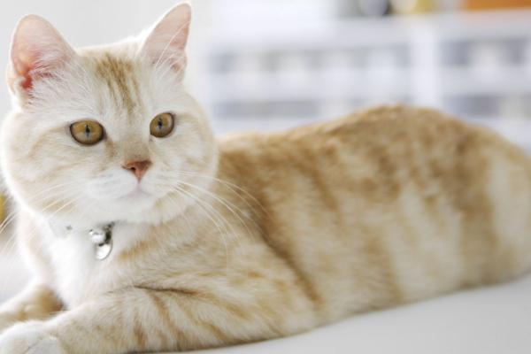 猫为什么会发出咕噜声,可能是感到比较舒适