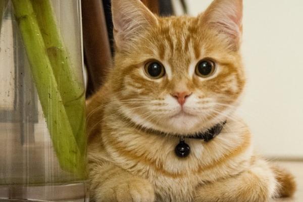 猫为什么会发出咕噜声,可能是感到比较舒适