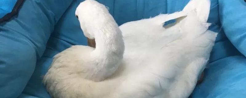 大白鹅到底能不能被当作宠物来饲养,它们虽然可以当作宠物但务必要注意做好日常的清洁工作