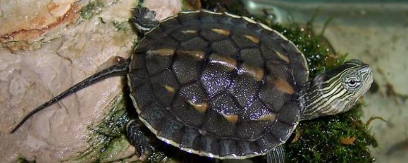 中华草龟不进食究竟能够存活多长时间，成年的中华草龟通常可以存活一个月左右的时间