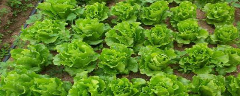种植生菜是否需要坚持每天都去浇水，通常情况下只需每隔2-3天浇一次即可