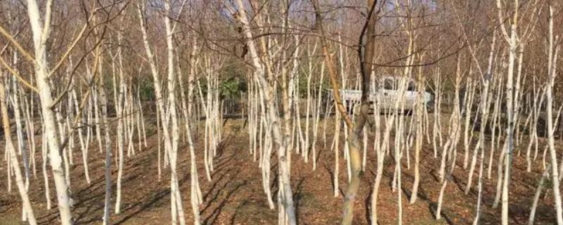 白桦树出现各种病害应该如何防治，可以喷施多菌灵或者其他相关药剂