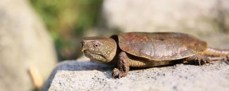 鹰嘴龟究竟是什么生物，它的学名是不是叫做平胸龟呢