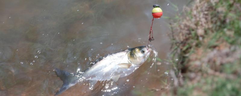有哪些好用的鲢鱼饵料配方，教你如何利用玉米粉自制出酸味的饵料