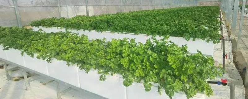 无土栽培所需投资成本的多少，主要取决于建造大棚所用的材料