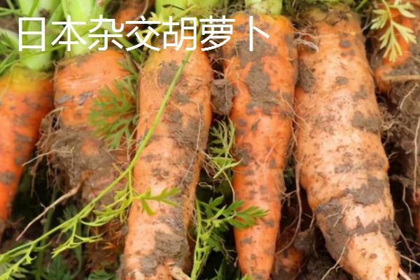胡萝卜属于哪个科，是伞形目、伞形科植物