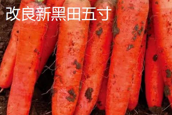 胡萝卜属于哪个科，是伞形目、伞形科植物