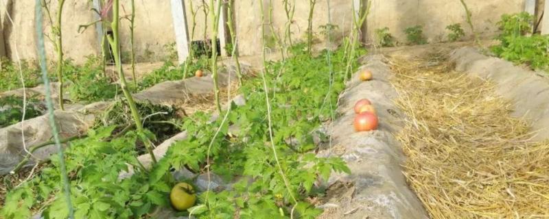 葡萄套种西红柿的栽培管理要点有哪些，葡萄加温之前需要如何涂抹石灰氮溶液