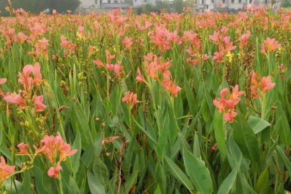 美人蕉怎么种植，将老茎切成若干块再栽入花盆