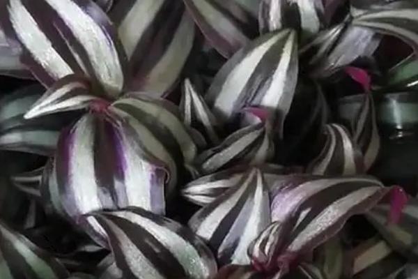 吊竹梅的开花时间，一般为7-8月份