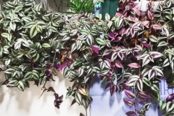 吊竹梅的开花时间，一般为7-8月份