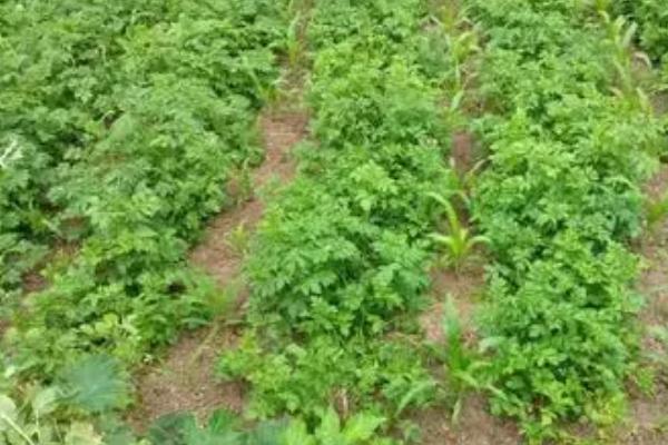芝麻和甘薯怎么套种,每隔3行可种植1行芝麻