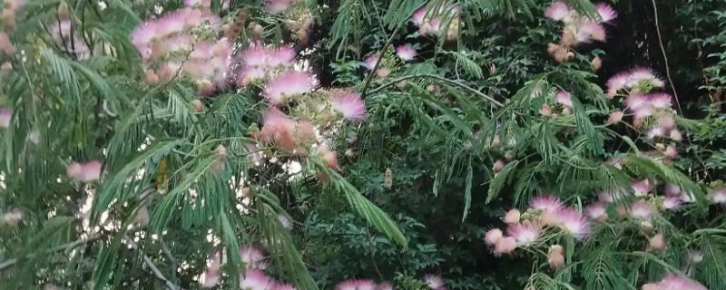 榕花树开出的花到底有哪些功效作用，主要可以用来观赏以及作为药材入药