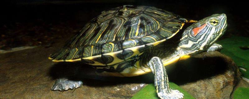 巴西龟到底是深水龟还是浅水龟，它是属于浅水龟品种的