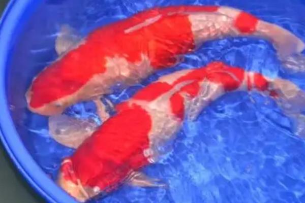 锦鲤鱼怎样养，首先要注意换水