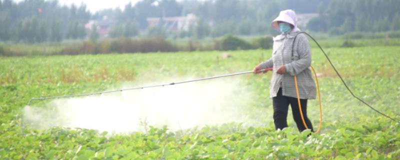 如何对大豆进行科学施肥，肥料要进行深施并与土壤充分混合于耕层之中