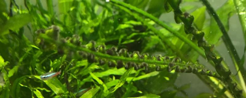 去除黑毛藻的方法具体有哪些，可以尝试使用除藻刀将其彻底刮干净
