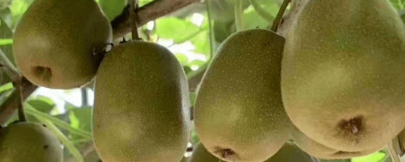 猕猴桃周年管理方案具体有哪些，不同月份的管理方式分别有什么不同