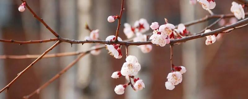 梅花的象征意义是什么,它代表了顽强拼搏精神与高洁淡雅品质