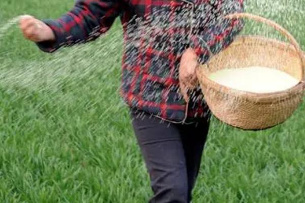 菌肥的正确施用方法，土壤湿度达到60%使用效果更好