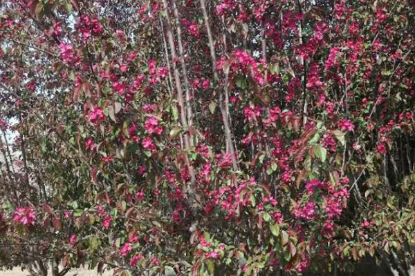 八棱海棠的种植方法，可带土团栽植、栽后要浇足水