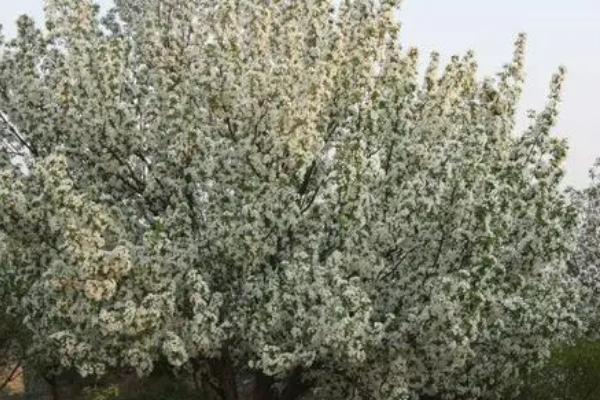 八棱海棠的种植方法，可带土团栽植、栽后要浇足水