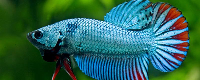 虹斗鱼到底好不好饲养，它的养殖难度真的不高非常适合新手想出入坑