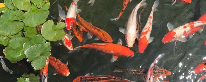 养锦鲤在晚上的时候能否不打氧,在密度比较小的情况下是否可以不打氧