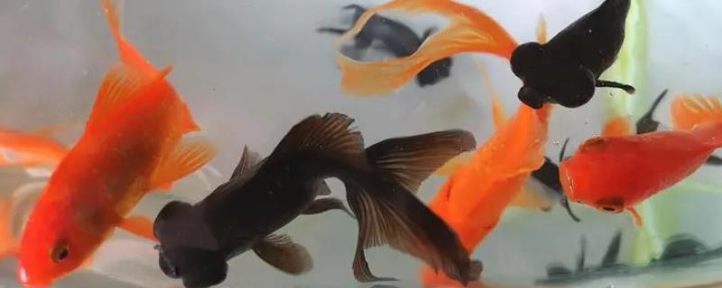 家养的小金鱼平时主要吃什么,它对动物性植物性以及合成饲料都可以喂食