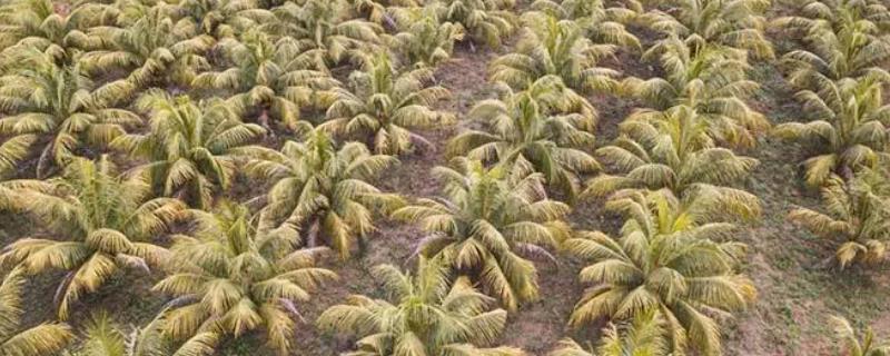 种植椰子应该如何有效预防虫害，枯死后的枝叶需要及时进行焚烧处理