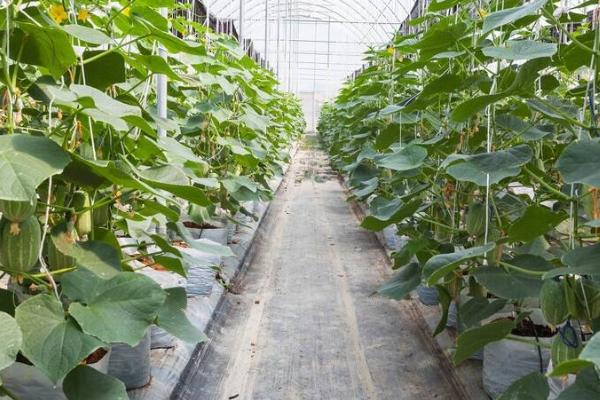 露地黄瓜的种植时间，露地早春黄瓜可在5月份种植