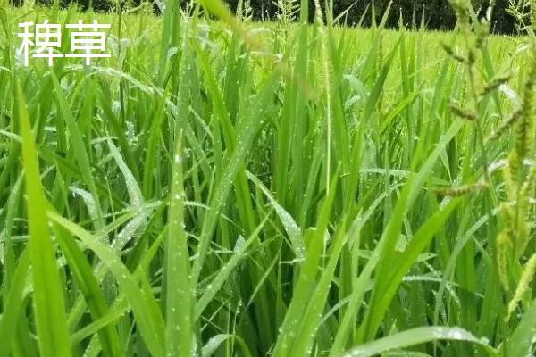 稗草和千金子的区别,稗草无叶舌和叶耳、千金子具有短叶舌