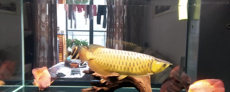 一米二长宽五十公分高八十公分的鱼缸适合养什么鱼，在这里养殖龙鱼或者是战船鱼是不是都很适合