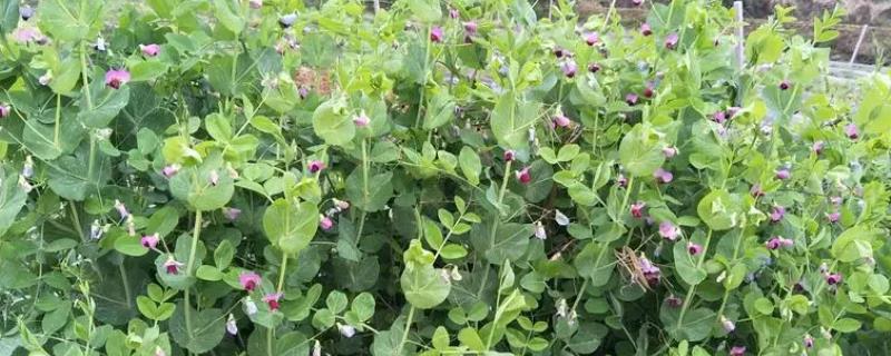 豌豆一般开什么颜色的花，其花色多为白色或者紫色