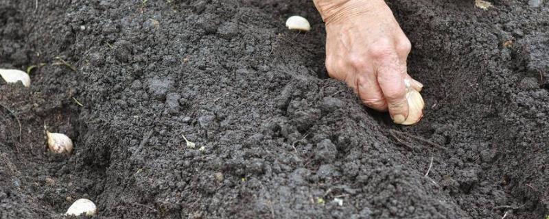 种植大蒜是否必须要提前剥掉外皮，其实采取土培方式种植的时候就不需要扒皮