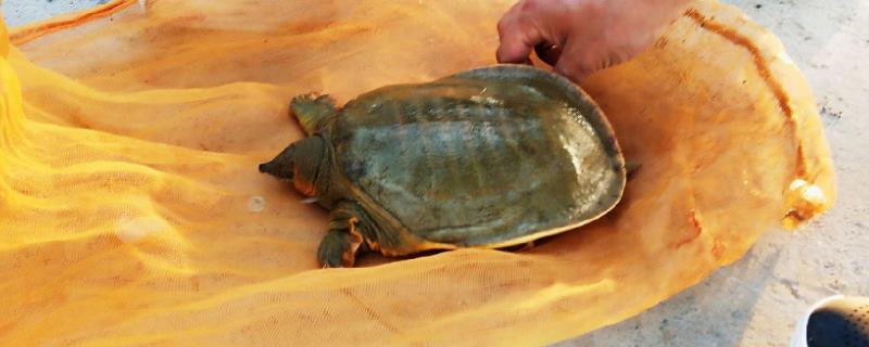 钓甲鱼用针还是用钩子比较好，其实用钩子钓会比用针更加合适一些