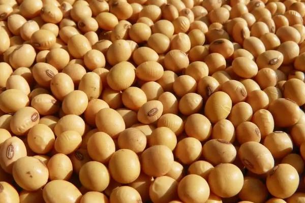 苏黄3号大豆种子简介，一般6月中下旬播种