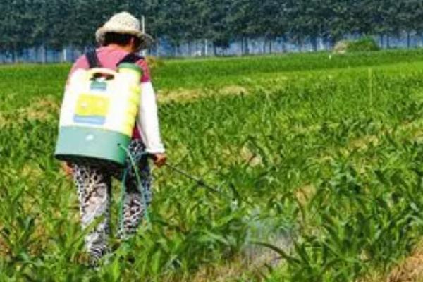 玉米除草剂打错了能不能补救，可以采取灌水、喷施调节剂等补救措施