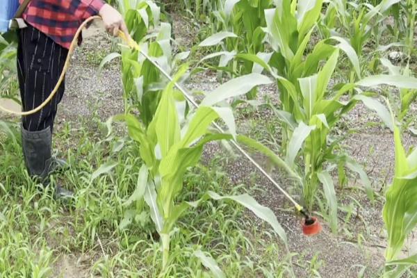 玉米除草剂打错了能不能补救，可以采取灌水、喷施调节剂等补救措施