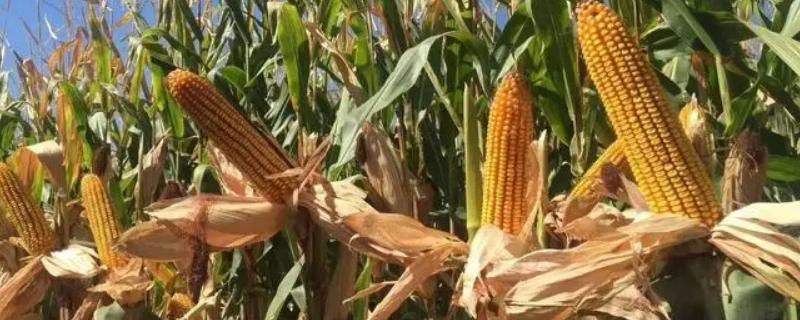 恩单1895玉米种子有哪些特征特性，它的全生育期大约为128.0天